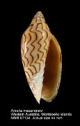 Amoria macandrewi
